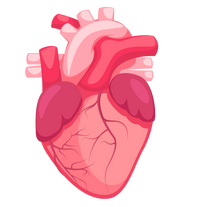 Beef Heart