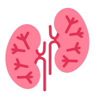 Beef Kidney