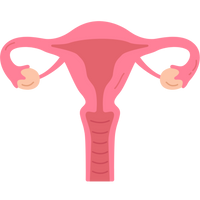 Beef Uterus