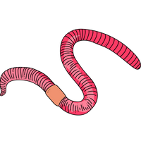 Beef Fallopian Tubes