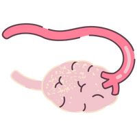 Beef  Ovaries